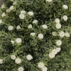 Wild Gypsophila Sprig - Ivory -Taskers Sale Shop 60005675 2