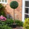 Uno Topiary Tree - 120cm -Taskers Sale Shop 60010111 SMART5605006UNOTOPIARYTREE120CM
