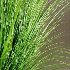 Artificial Onion Grass - 32" -Taskers Sale Shop ARTIFICIAL ONION GRASS 32
