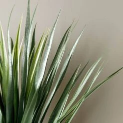 Artificial Yucca Plant - 70cm -Taskers Sale Shop Artificial Yucca Plant 70cm 3