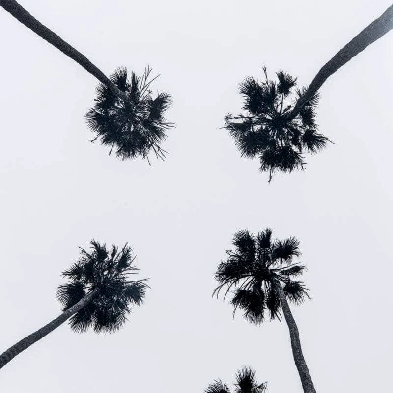 Black Palm Tree Framed Picture 4 Black Palm Tree Framed Picture - Image 2