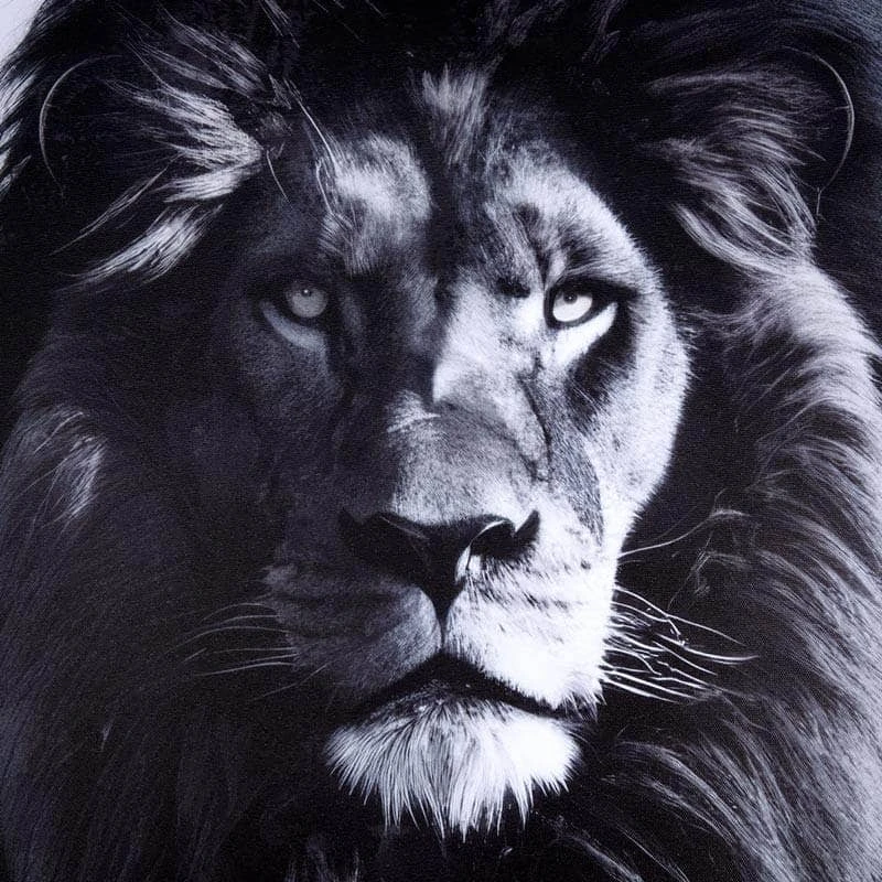 Monochrome Lion Framed Canvas - 80 X 120cm 4 Monochrome Lion Framed Canvas - 80 X 120cm - Image 2