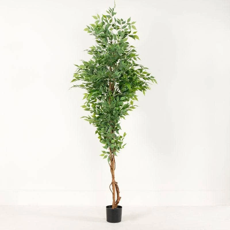 Artificial Ficus Tree- 210cm 4 Artificial Ficus Tree- 210cm - Image 2