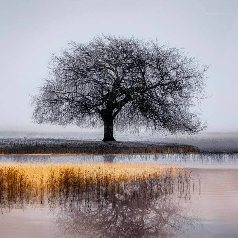 Reflective Tree Framed Picture 4 Reflective Tree Framed Picture - Image 2