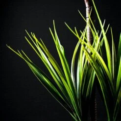 Artificial Dragon Tree - 105cm 11 Artificial Dragon Tree - 105cm -Taskers Sale Shop smart artificial dragon tree 50152881 31461018468438