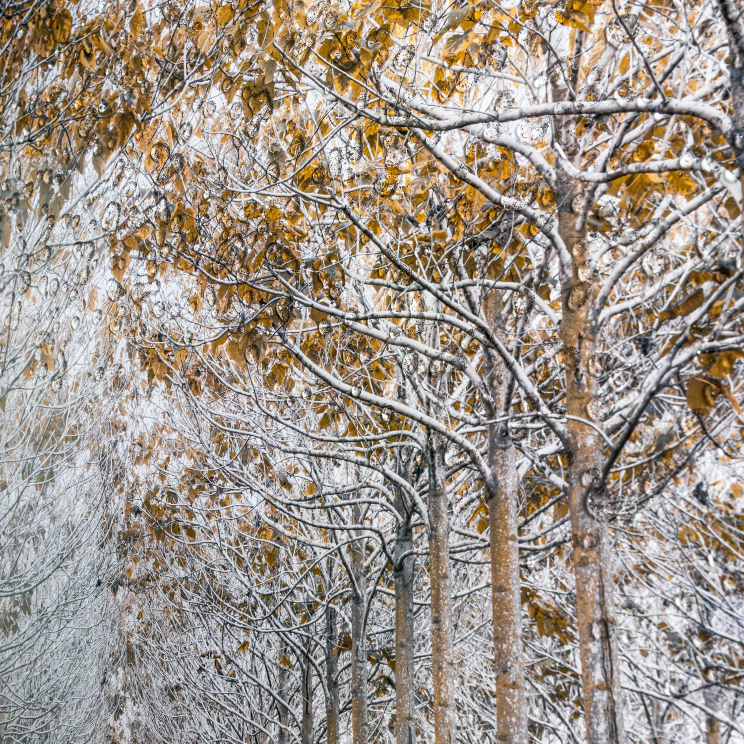 White & Gold Autumn Forest Wall Art 4 White & Gold Autumn Forest Wall Art - Image 2