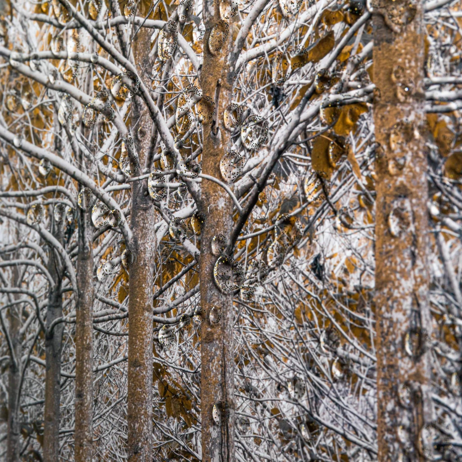 White & Gold Autumn Forest Wall Art 5 White & Gold Autumn Forest Wall Art - Image 3